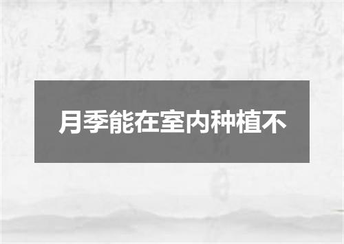 月季能在室内种植不