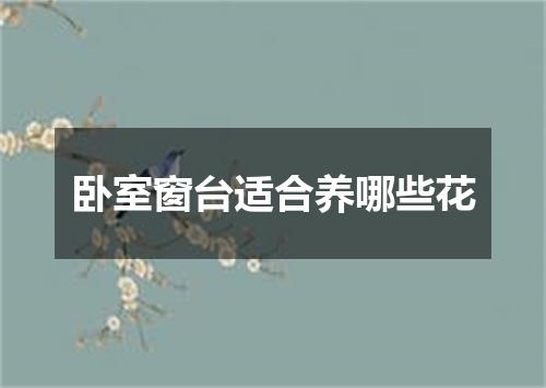 卧室窗台适合养哪些花