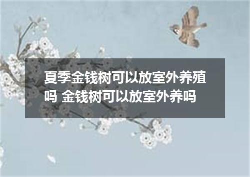 夏季金钱树可以放室外养殖吗 金钱树可以放室外养吗