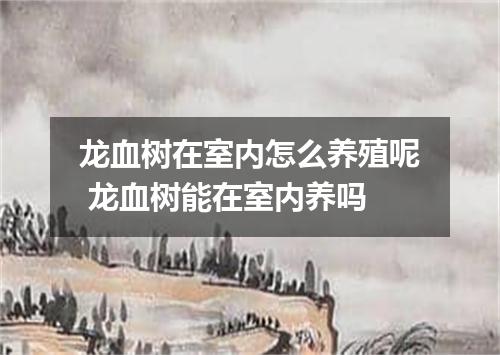 龙血树在室内怎么养殖呢 龙血树能在室内养吗
