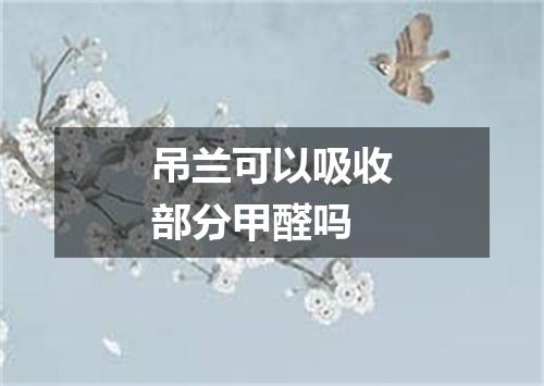 吊兰可以吸收部分甲醛吗