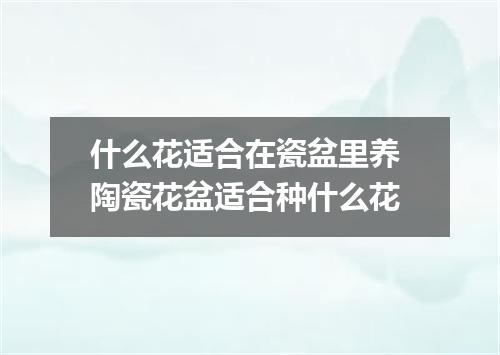 什么花适合在瓷盆里养 陶瓷花盆适合种什么花
