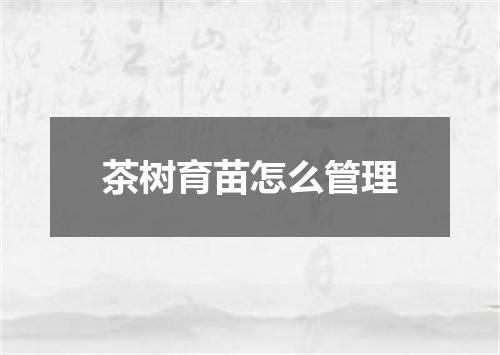 茶树育苗怎么管理