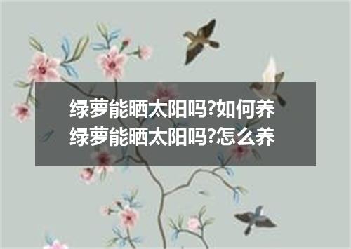 绿萝能晒太阳吗?如何养 绿萝能晒太阳吗?怎么养