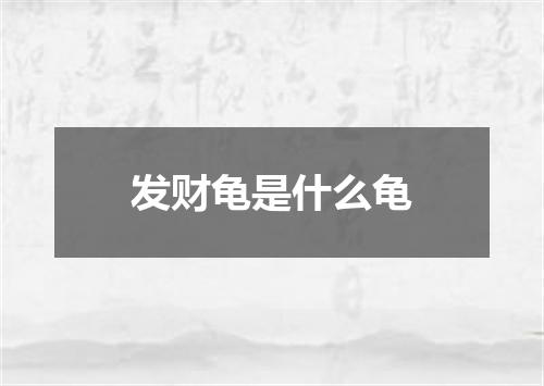 发财龟是什么龟