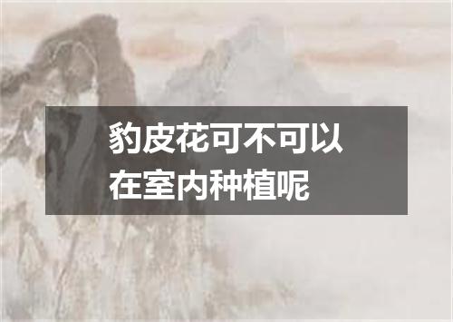 豹皮花可不可以在室内种植呢