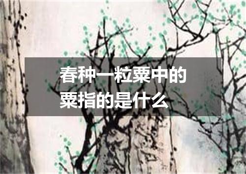 春种一粒粟中的粟指的是什么