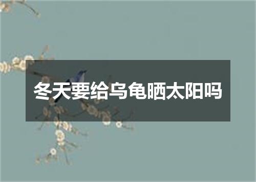 冬天要给乌龟晒太阳吗