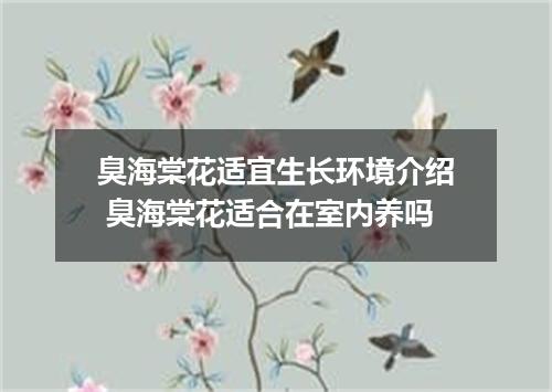 臭海棠花适宜生长环境介绍 臭海棠花适合在室内养吗