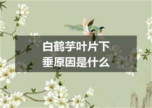 白鹤芋叶片下垂原因是什么