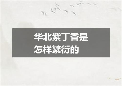 华北紫丁香是怎样繁衍的