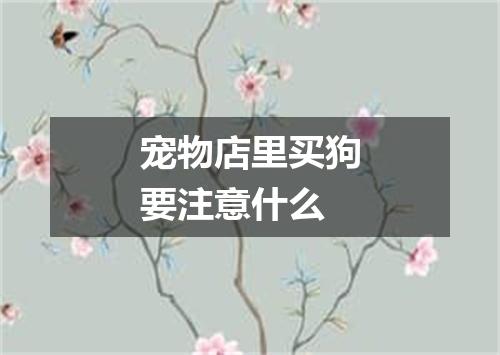 宠物店里买狗要注意什么