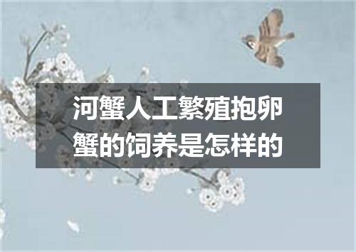 河蟹人工繁殖抱卵蟹的饲养是怎样的