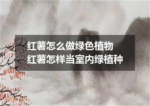 红薯怎么做绿色植物 红薯怎样当室内绿植种