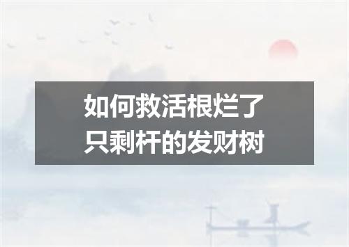 如何救活根烂了只剩杆的发财树