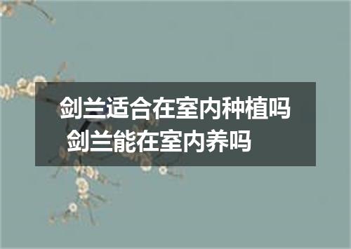 剑兰适合在室内种植吗 剑兰能在室内养吗