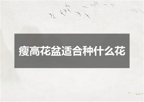 瘦高花盆适合种什么花