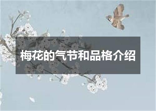 梅花的气节和品格介绍
