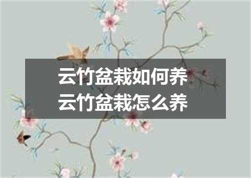 云竹盆栽如何养 云竹盆栽怎么养