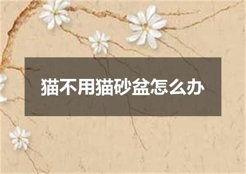 猫不用猫砂盆怎么办