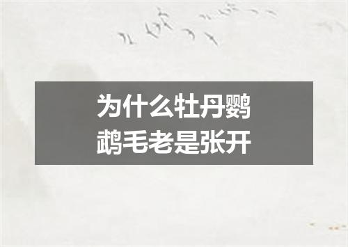为什么牡丹鹦鹉毛老是张开