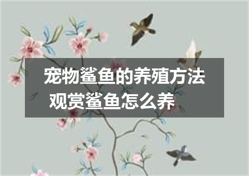 宠物鲨鱼的养殖方法 观赏鲨鱼怎么养