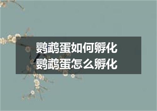 鹦鹉蛋如何孵化 鹦鹉蛋怎么孵化