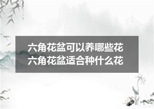 六角花盆可以养哪些花 六角花盆适合种什么花