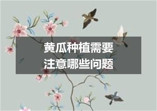 黄瓜种植需要注意哪些问题