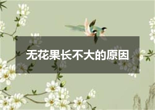 无花果长不大的原因