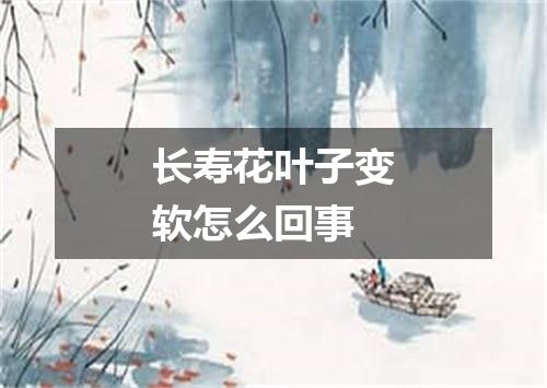 长寿花叶子变软怎么回事