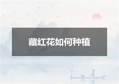 藏红花如何种植