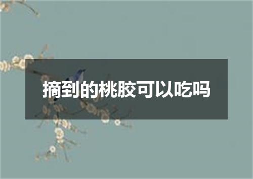 摘到的桃胶可以吃吗