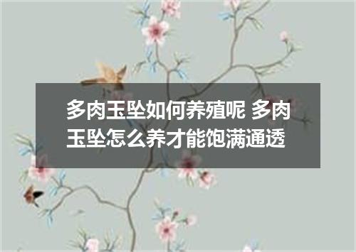 多肉玉坠如何养殖呢 多肉玉坠怎么养才能饱满通透