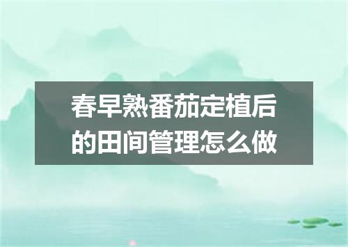 春早熟番茄定植后的田间管理怎么做