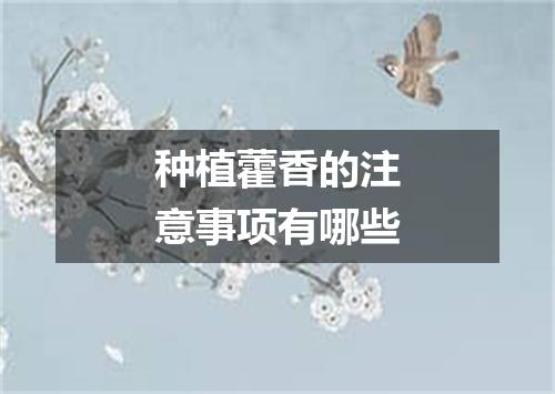 种植藿香的注意事项有哪些