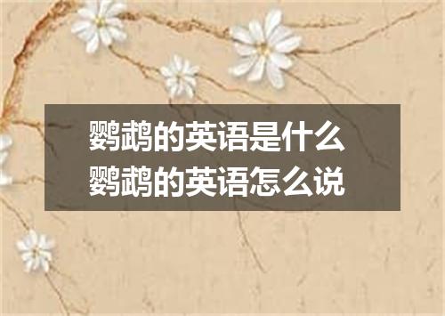 鹦鹉的英语是什么 鹦鹉的英语怎么说