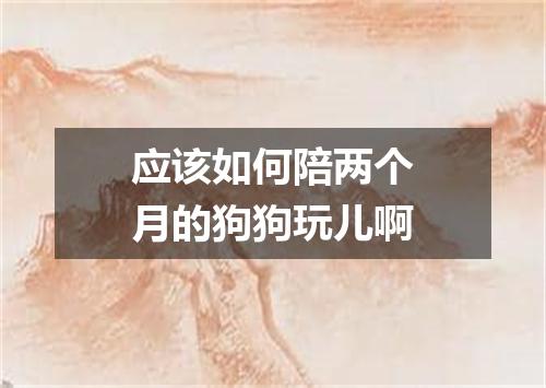 应该如何陪两个月的狗狗玩儿啊