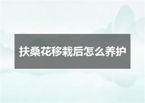 扶桑花移栽后怎么养护
