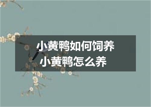 小黄鸭如何饲养 小黄鸭怎么养