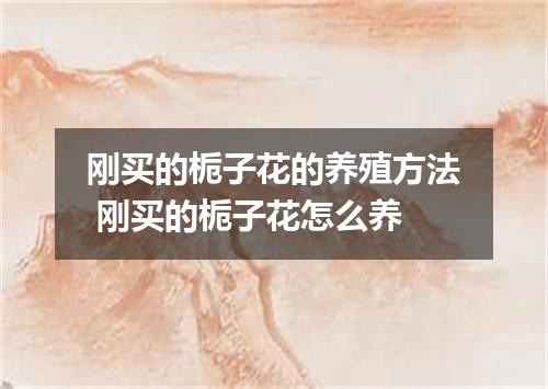 刚买的栀子花的养殖方法 刚买的栀子花怎么养