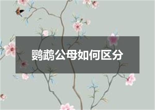 鹦鹉公母如何区分