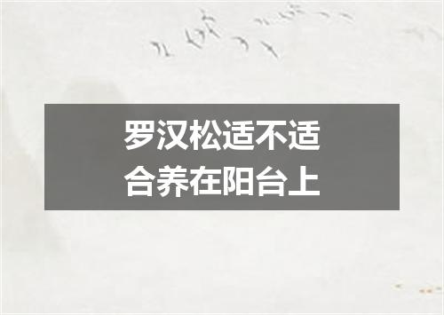 罗汉松适不适合养在阳台上