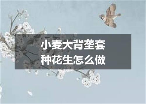 小麦大背垄套种花生怎么做