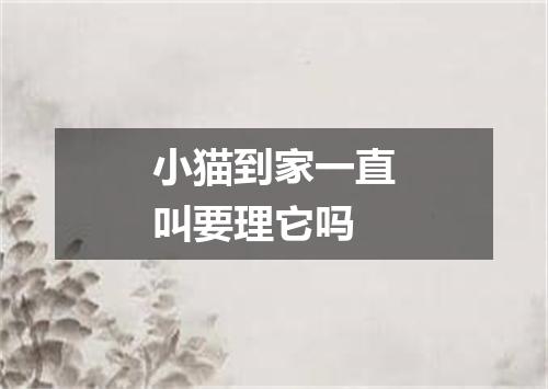 小猫到家一直叫要理它吗