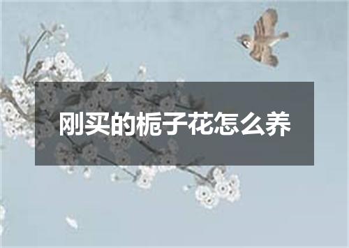 刚买的栀子花怎么养