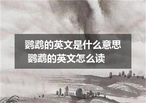 鹦鹉的英文是什么意思 鹦鹉的英文怎么读