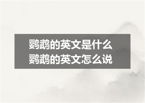 鹦鹉的英文是什么 鹦鹉的英文怎么说