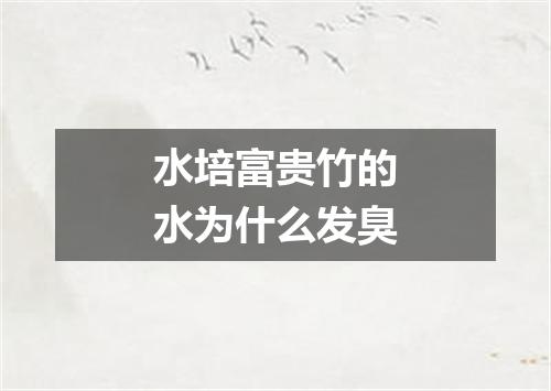 水培富贵竹的水为什么发臭