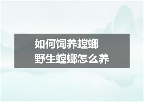如何饲养螳螂 野生螳螂怎么养